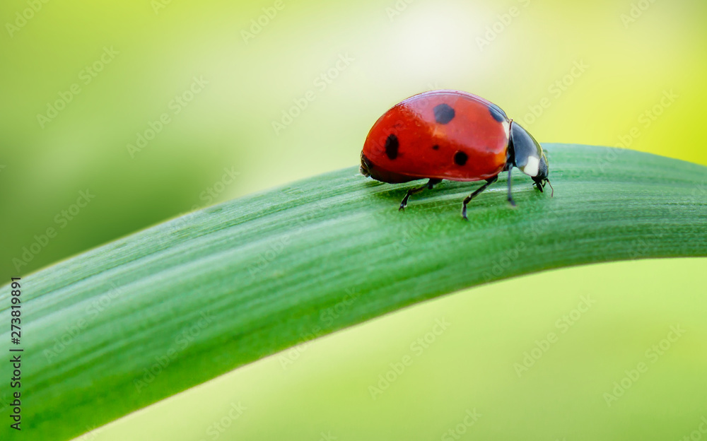 Fototapeta premium Macro Ladybug on green grass blade