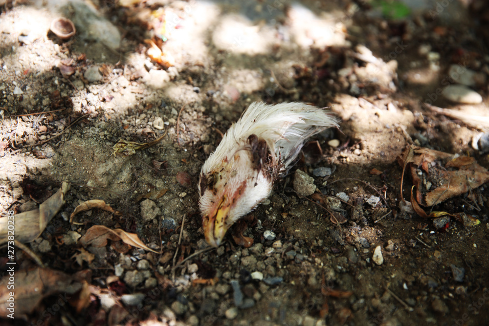 Dead chicken head in the garden Dead chicken head in the garden