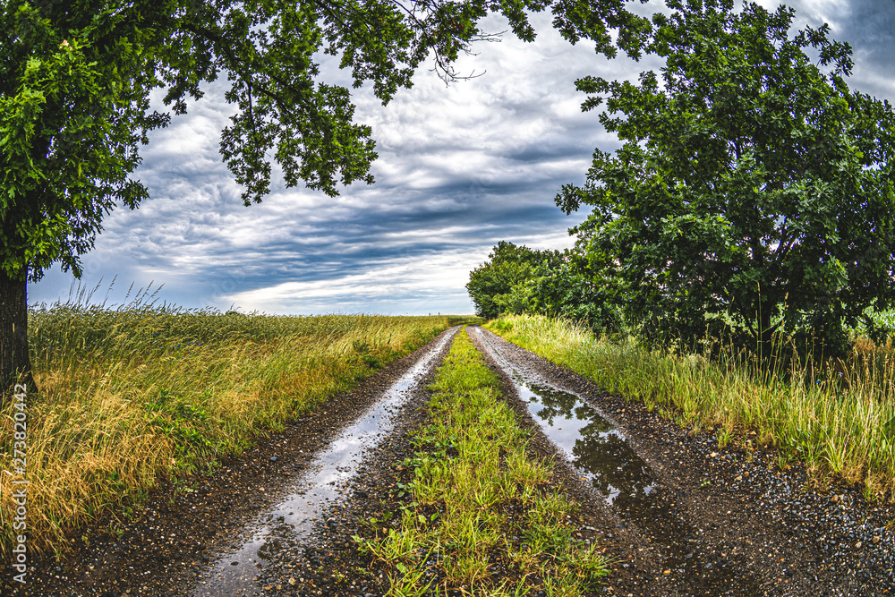 Fototapeta premium Feldweg