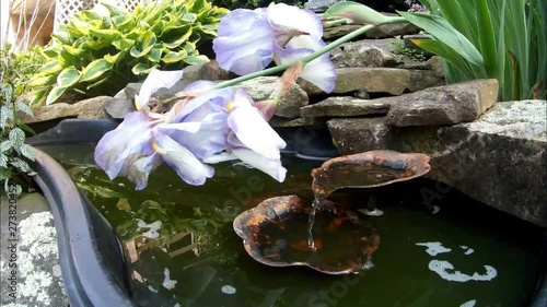 50x speed of frog activity in and around water garden on a sunlit but cloudy day, secret lives of frogs photo