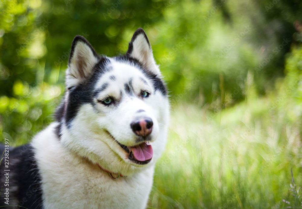 Black and white Siberian husky, walking in the summer field Black and white Siberian husky, walking in the summer field