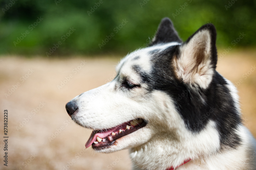 Black and white Siberian husky, walking in the summer field Black and white Siberian husky, walking in the summer field