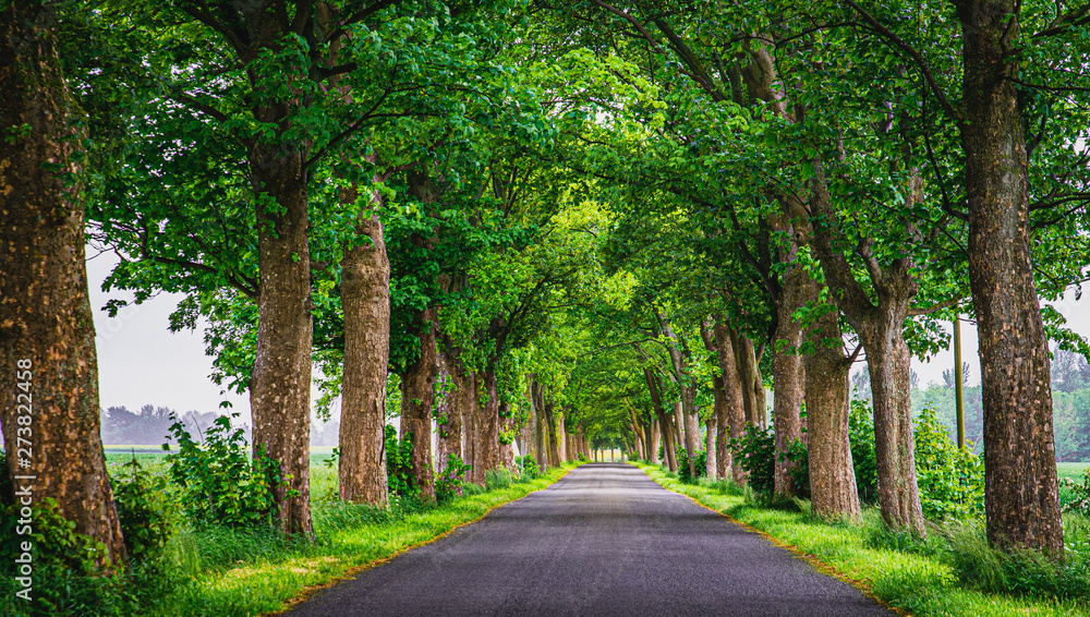 Allee Allee