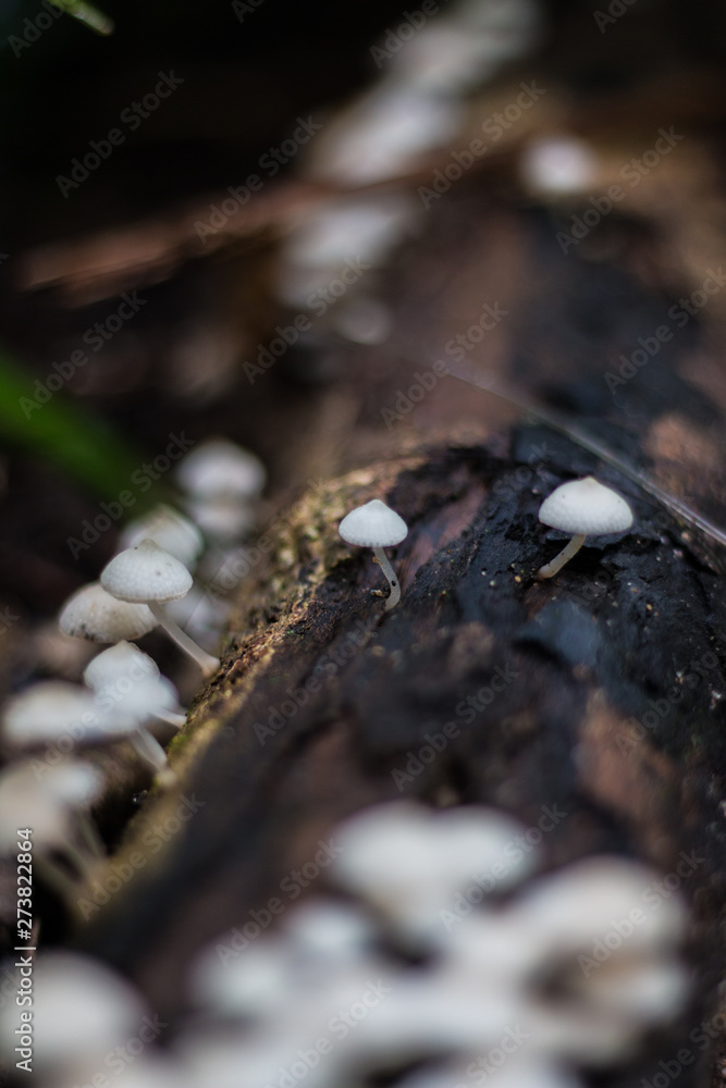 mushroom forest mushroom forest