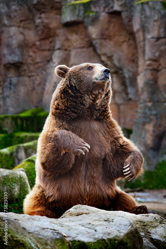 brown bear in the zoo © perpis