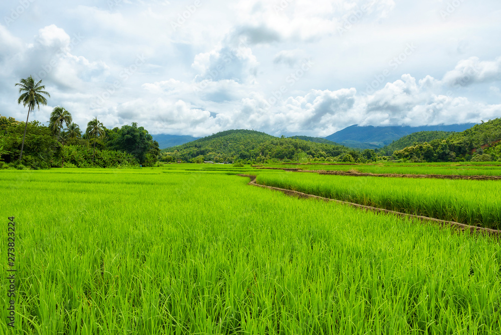 Beautiful terrace rice fields in Mae chaem, Chaing Mai, Thailand, background. Beautiful terrace rice fields in Mae chaem, Chaing Mai, Thailand, background.