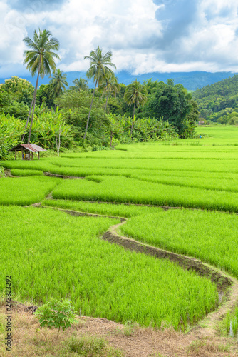 Beautiful terrace rice fields in Mae chaem, Chaing Mai, Thailand, background.