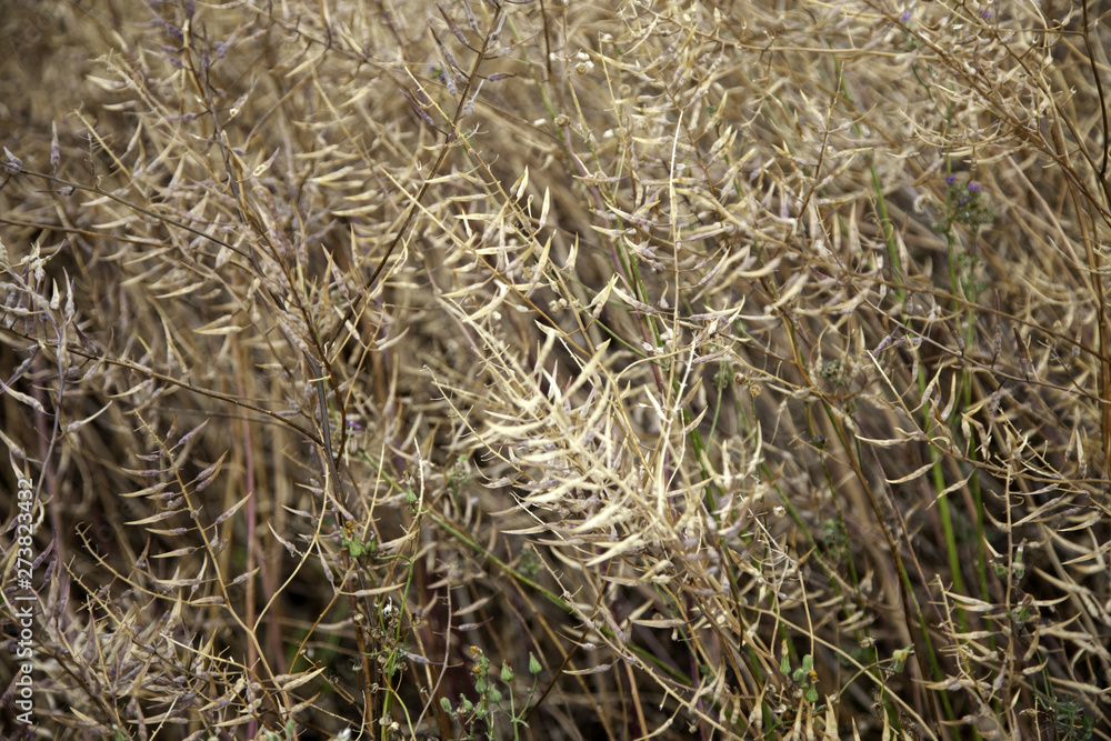 Wheat fields Wheat fields
