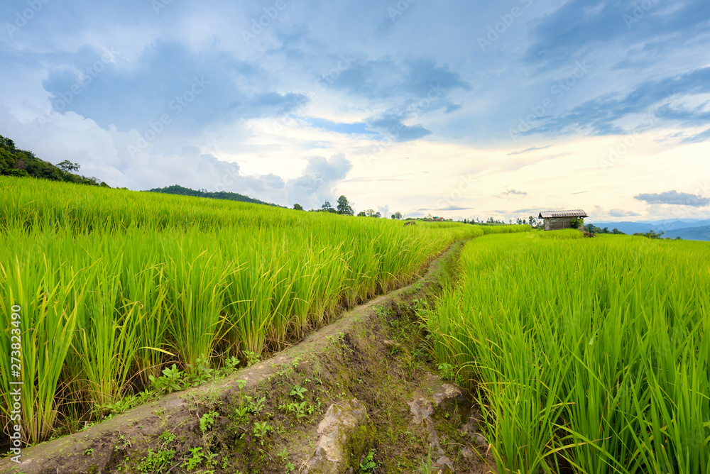Obraz premium Beautiful terrace rice fields in Mae chaem, Chaing Mai, Thailand, background.