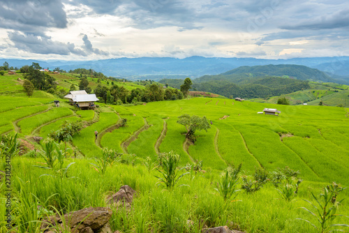 Landscape rice field in pa pong pieng , Mae Chaem, Chiang Mai, Thailand.