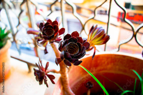 Wallpaper Mural flower Torontodigital.ca