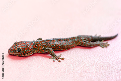 gecko on pink wall background