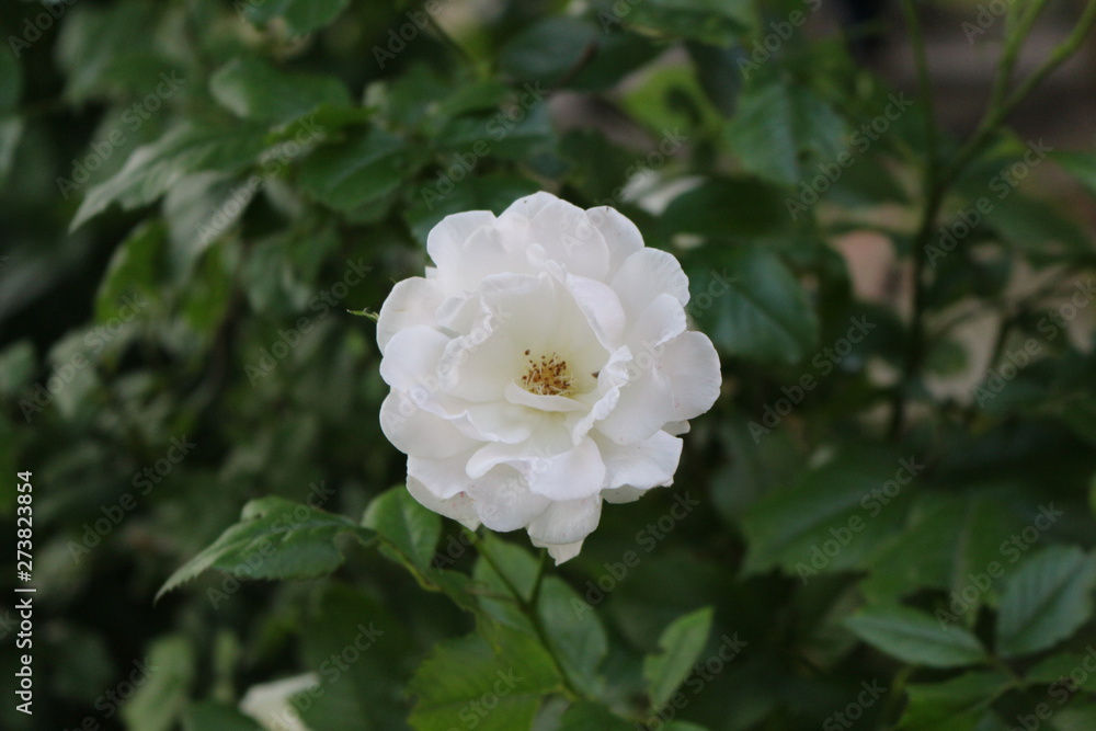 Fragrant elegant roses bloom in the garden Fragrant elegant roses bloom in the garden