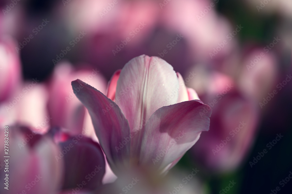 Beautiful white-pink tulip with blurry flowers around on background. Shallow focus of petals.