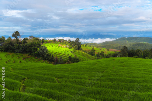 Landscape of green rice fields, Located pabongpiang at maejam, Chiangmai, Thailand.