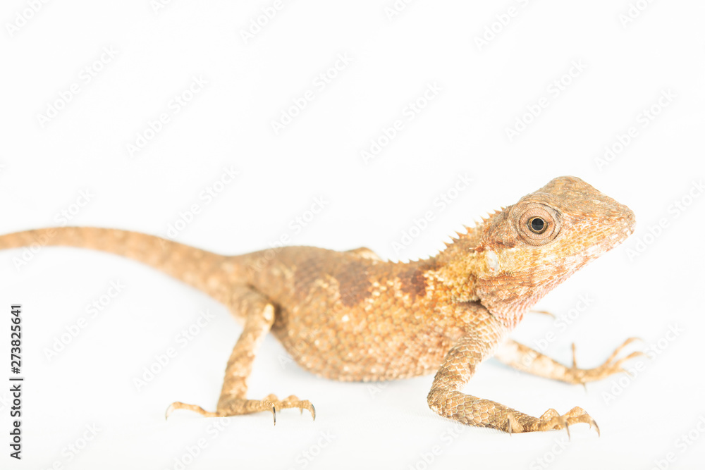 Naklejka premium Chameleon and eyes looking for a camera