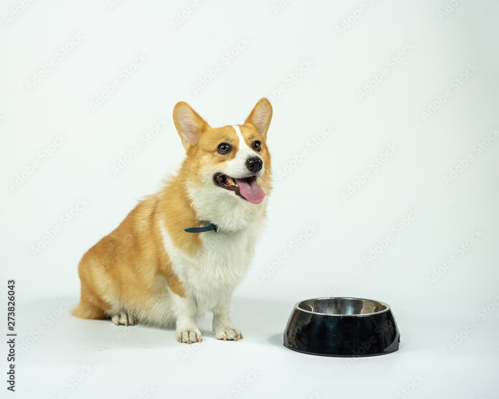 The Corgi dog is sitting waiting to eat from the owner with hope.adorable puppy smile face sitting with empty blow feed.