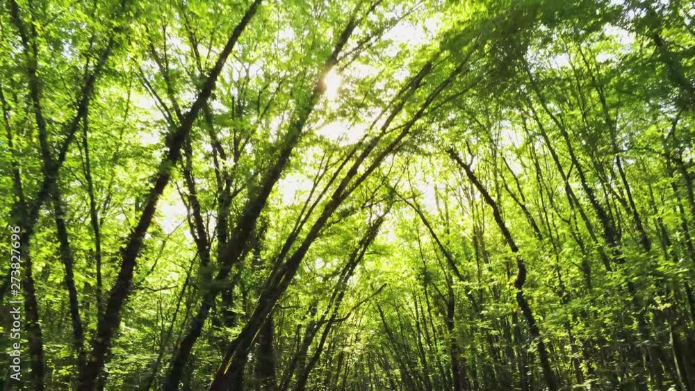 Forest Slow moving camera through trees Forest Slow moving camera through trees