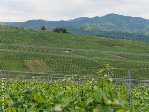 Wallpaper Mural Weinberge Torontodigital.ca