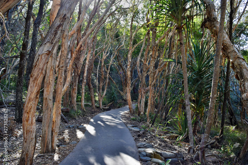 Forest Way at Noosa National Park