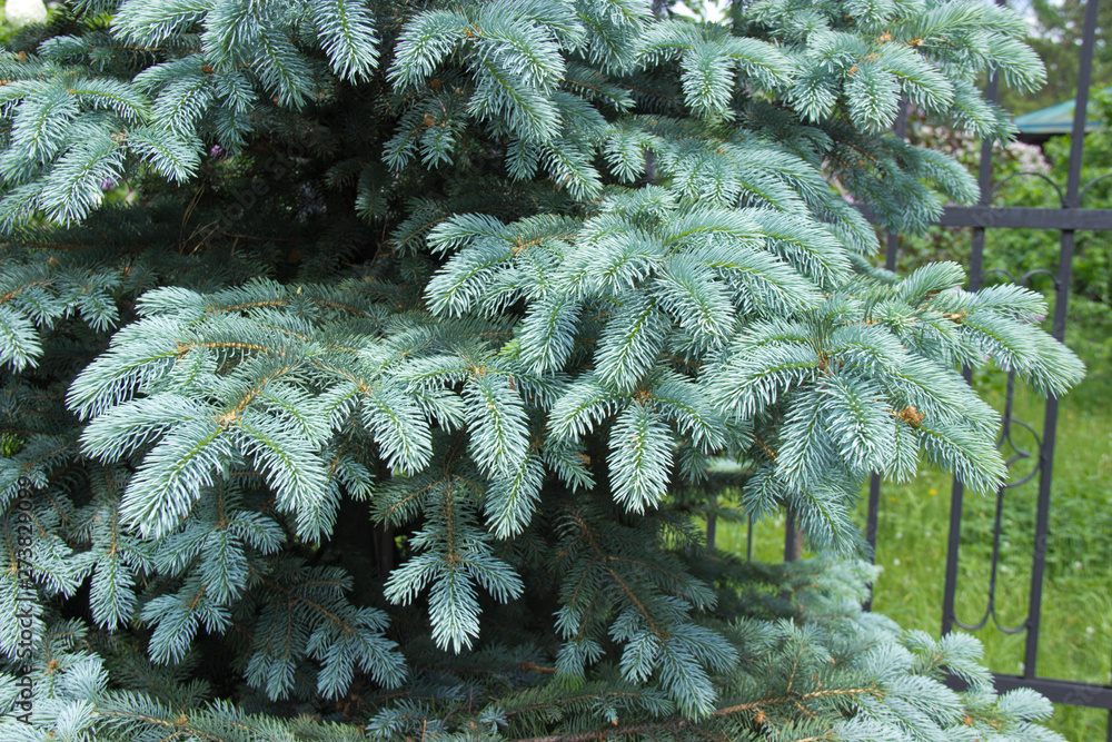 The branches of the blue spruce close-up. Blue spruce or prickly spruce (Picea pungens) - representative of the genus Spruce from the Pine family.