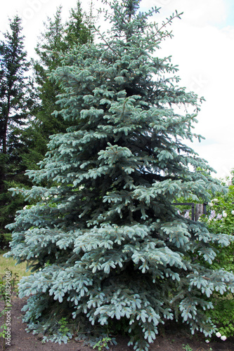 The branches of the blue spruce close-up. Blue spruce or prickly spruce (Picea pungens) - representative of the genus Spruce from the Pine family.