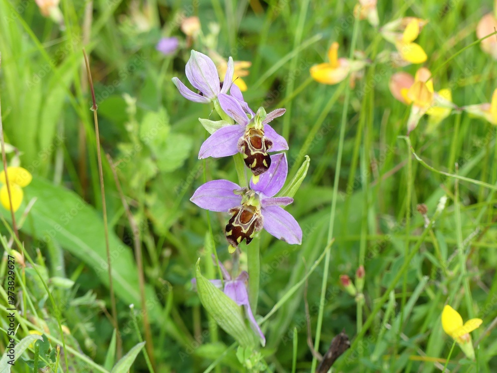 Fototapeta premium Ophrys apifera, known in Europe as the bee orchid