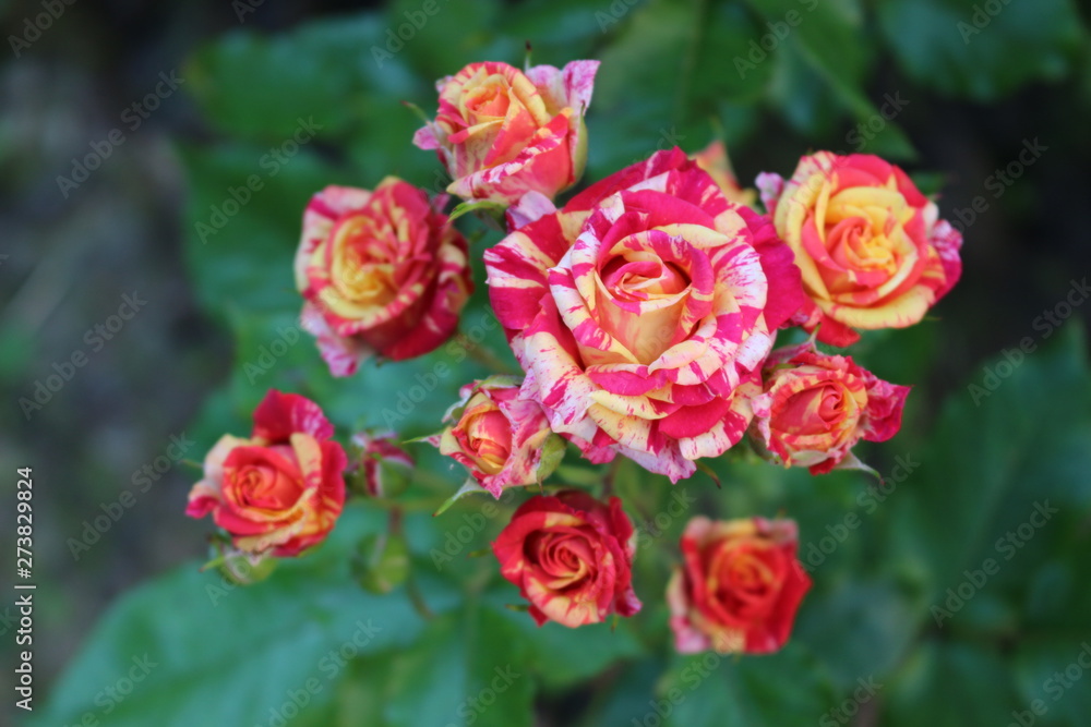 Beautiful scented colorful roses bloom in the garden Beautiful scented colorful roses bloom in the garden