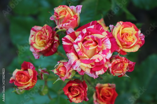 Beautiful scented colorful roses bloom in the garden