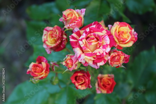 Beautiful scented colorful roses bloom in the garden