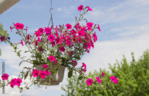 The colorful petunias in hanging pots