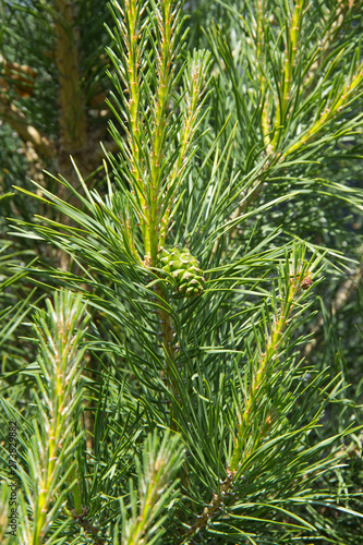 fresh fir branches on natural background