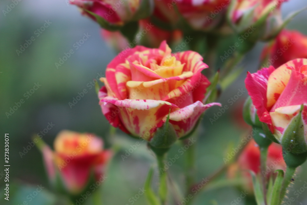 Beautiful scented colorful roses bloom in the garden