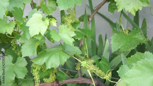 young grapes blooms video background