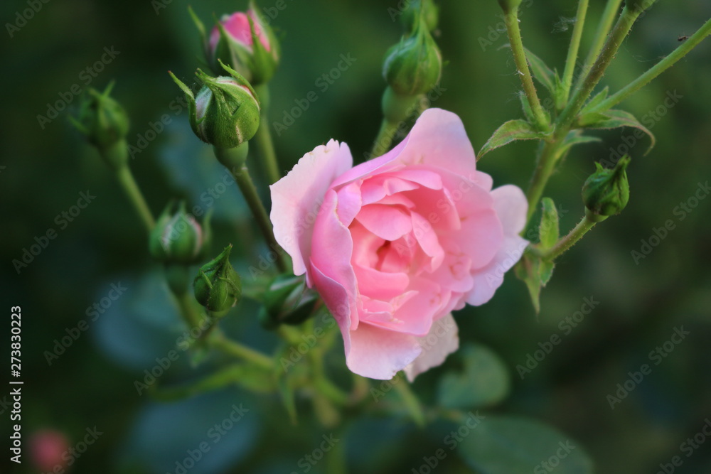 Beautiful scented pink roses bloom in the garden Beautiful scented pink roses bloom in the garden