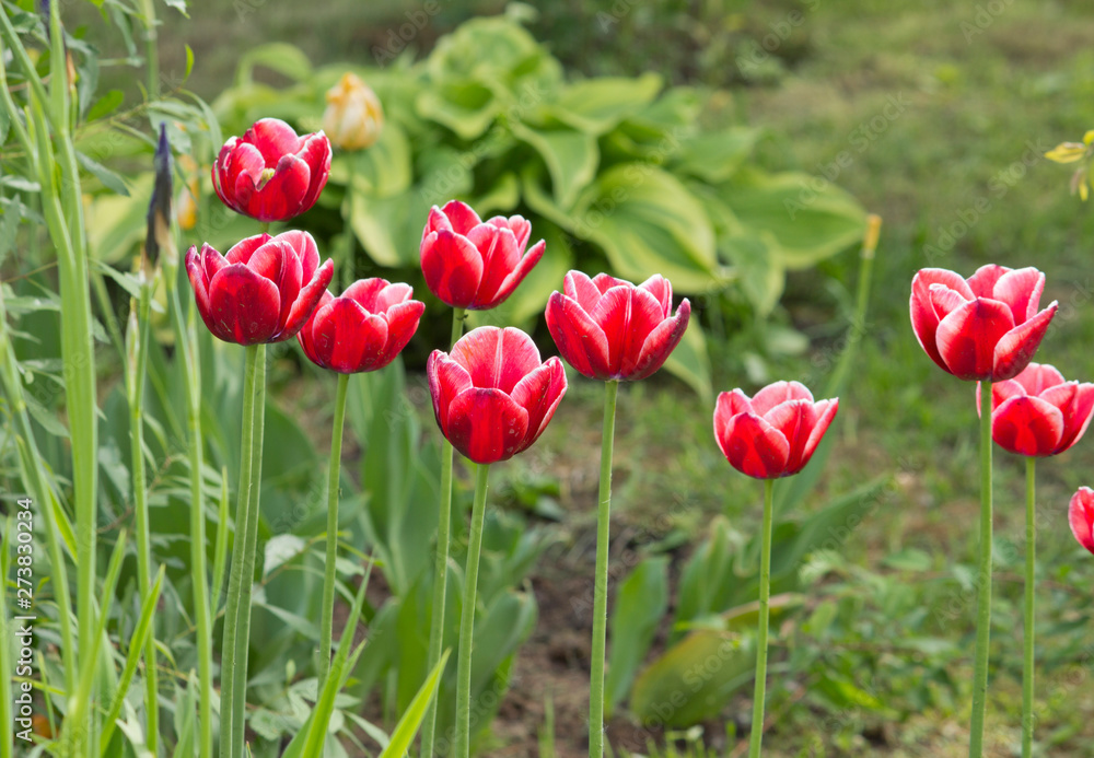 Obraz premium Beautiful red tulips in the garden Spring flowers