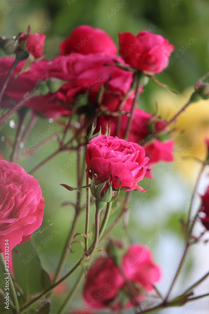 close-up of pink roses close-up of pink roses