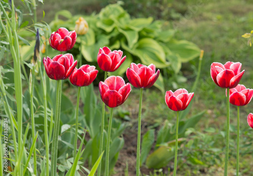 Beautiful red tulips in the garden Spring flowers