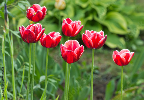 Beautiful red tulips in the garden Spring flowers
