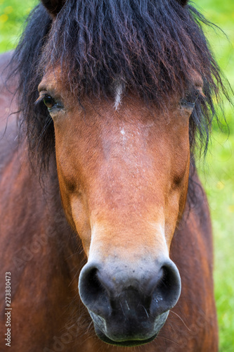 Porträt eines branuen Pferdes