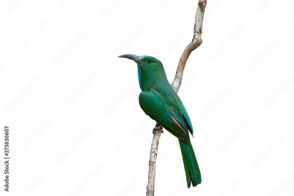 Fototapeta premium Blue-bearded Bee-eater isolated on white background,Green bird and slender mouth