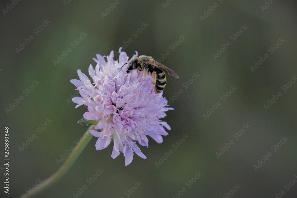 close-up of a lilac field flower with bee close-up of a lilac field flower with bee