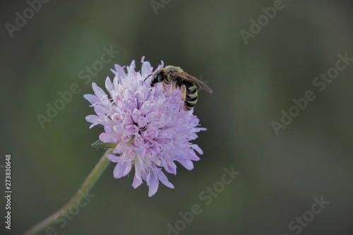 close-up of a lilac field flower with bee