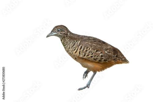 Male of barred buttonquail isolated on white background