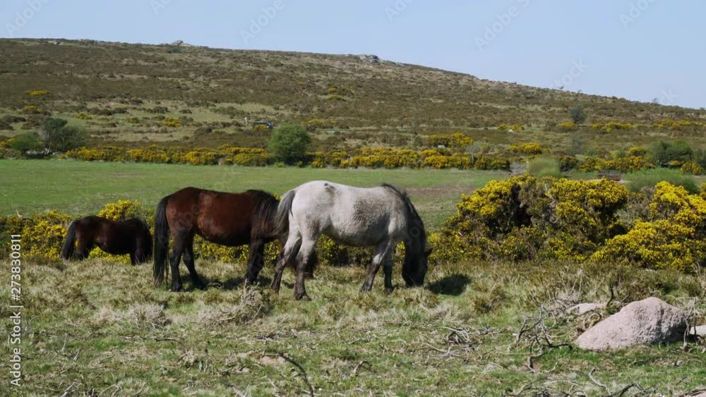 Wild ponies grazing peacefully amongst the rugged heather near Sharp Tor in Dartmoor, Devon, England, UK Wild ponies grazing peacefully amongst the rugged heather near Sharp Tor in Dartmoor, Devon, England, UK