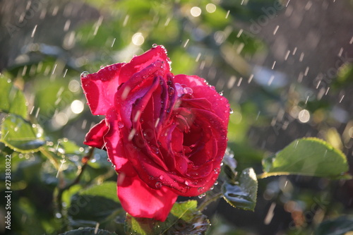 close-up of a red rose under a spring rain
