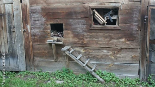 old dirty barn in the garden
