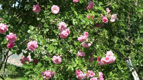 beautiful pink roses in the garden