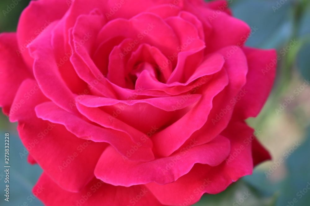 Beautiful scented pink roses bloom in the garden