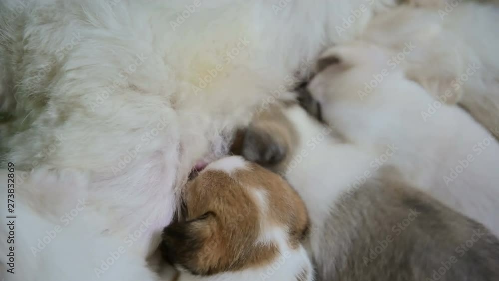 4K Group of small puppies eats milk from a white dog mom 4K Group of small puppies eats milk from a white dog mom